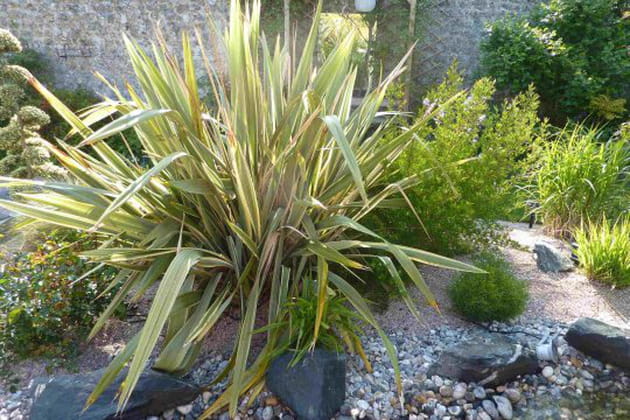 Une plante au feuillage tr&egrave;s d&eacute;coratif