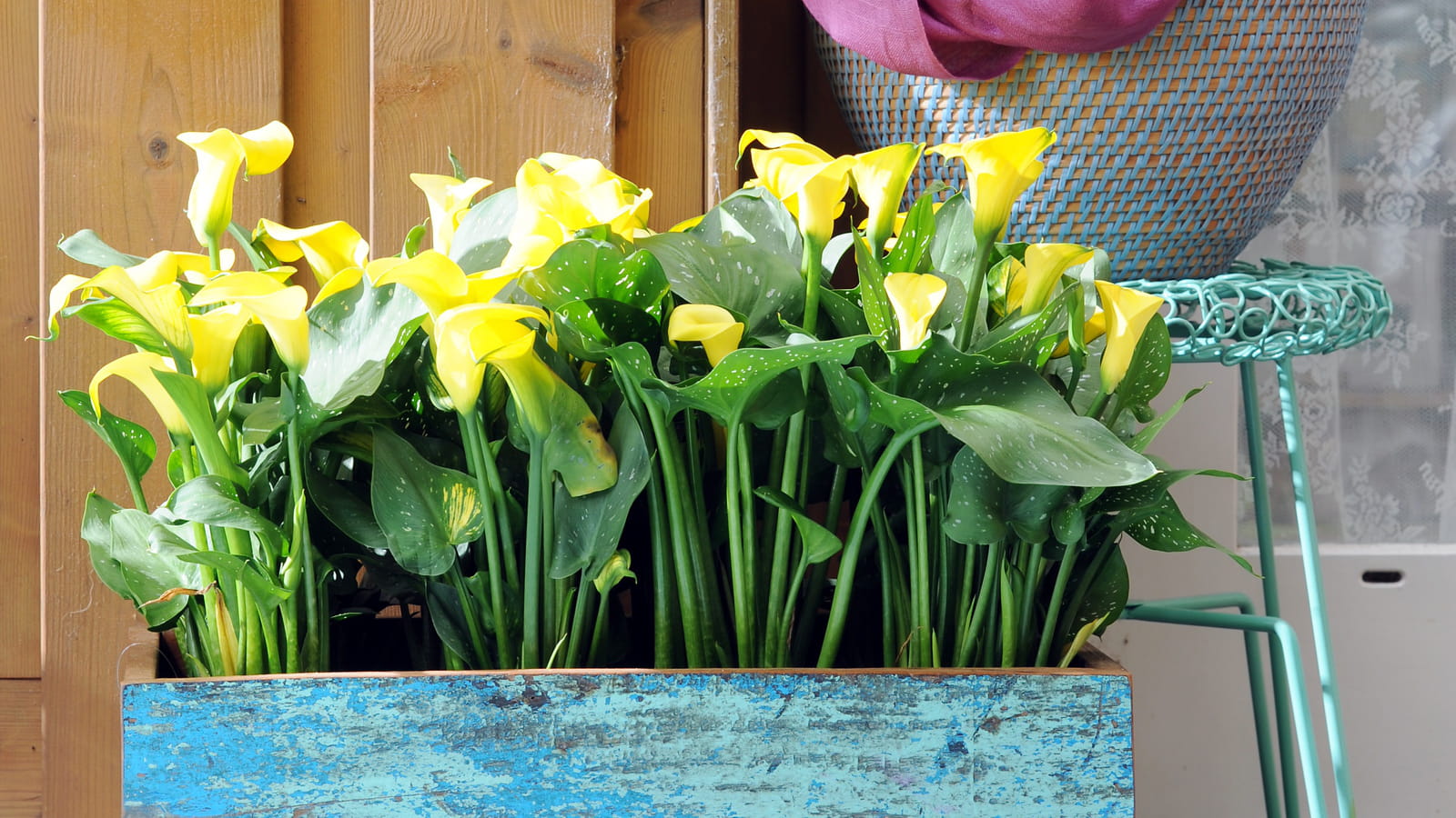 Zantedeschia elliottiana