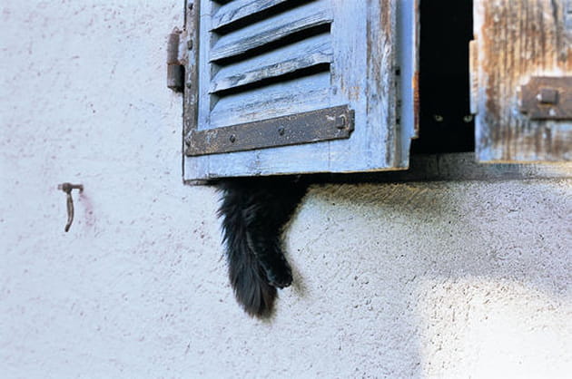 Les chats de nos campagnes... Cach&eacute;s