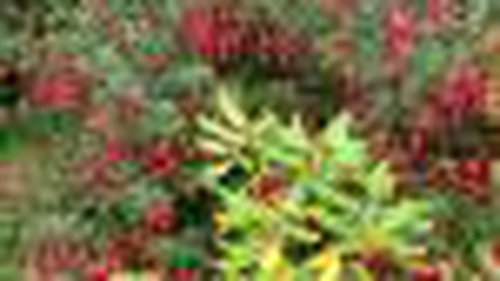 Fuschia