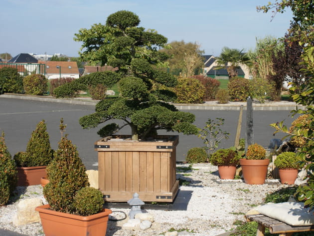 Haie de bonsa&iuml;s