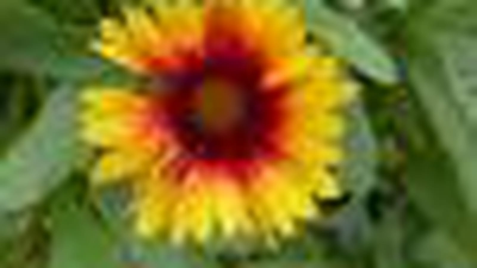 Gaillarde