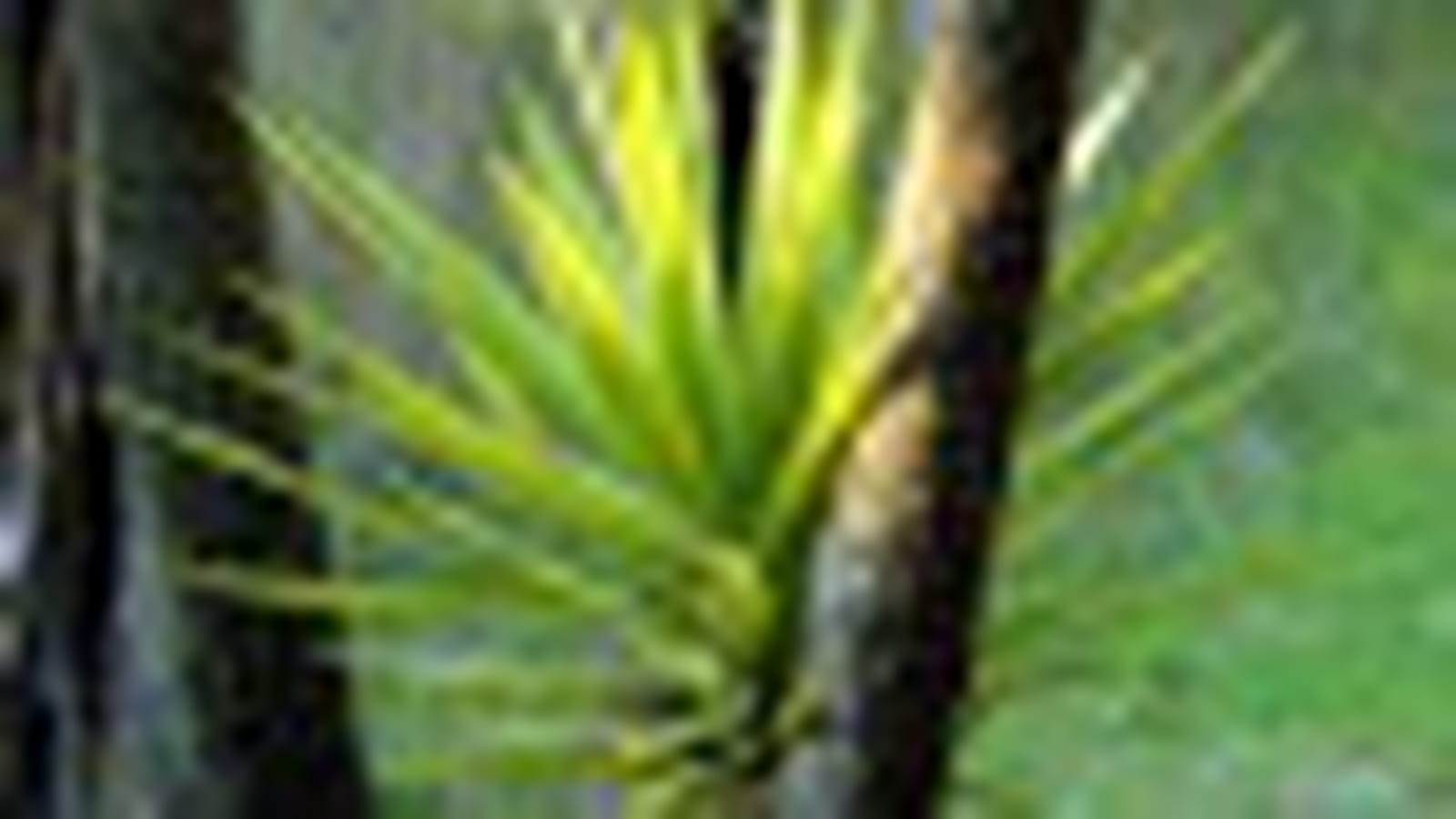 Forêts