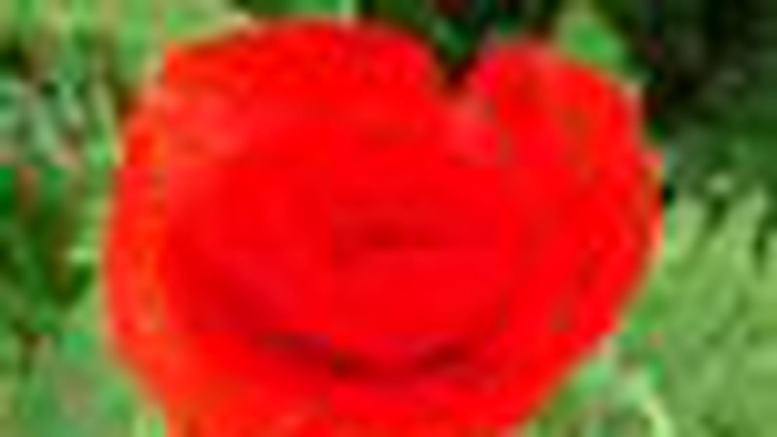 Coquelicot
