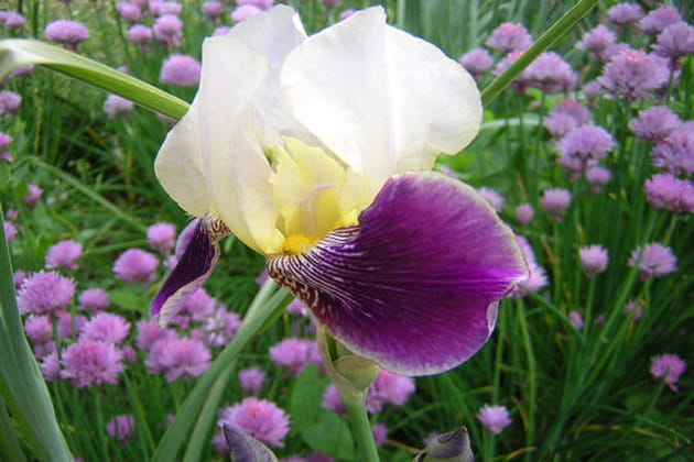 Avec les ciboulettes