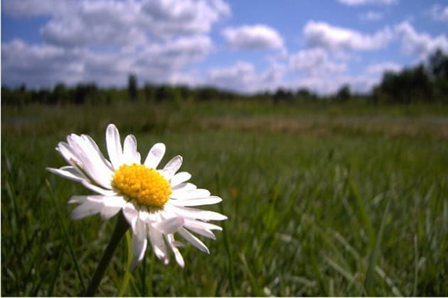 Au ras des pâquerettes