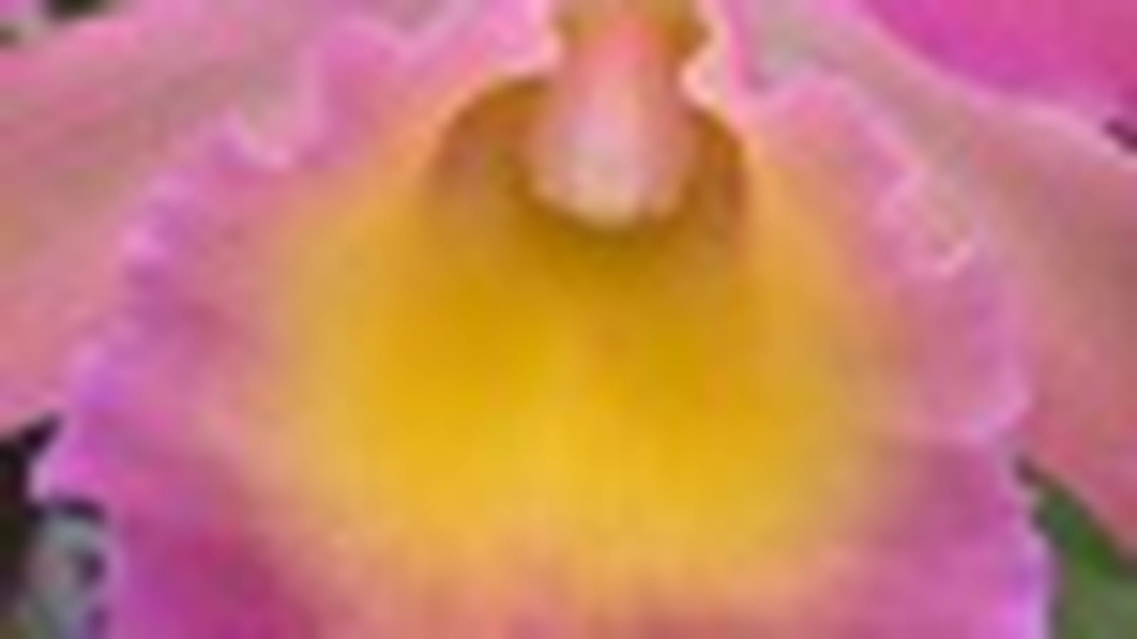 Cattleya Stradivarius