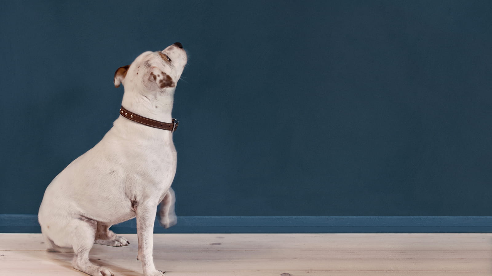 Peinture bleue Annie Sloan