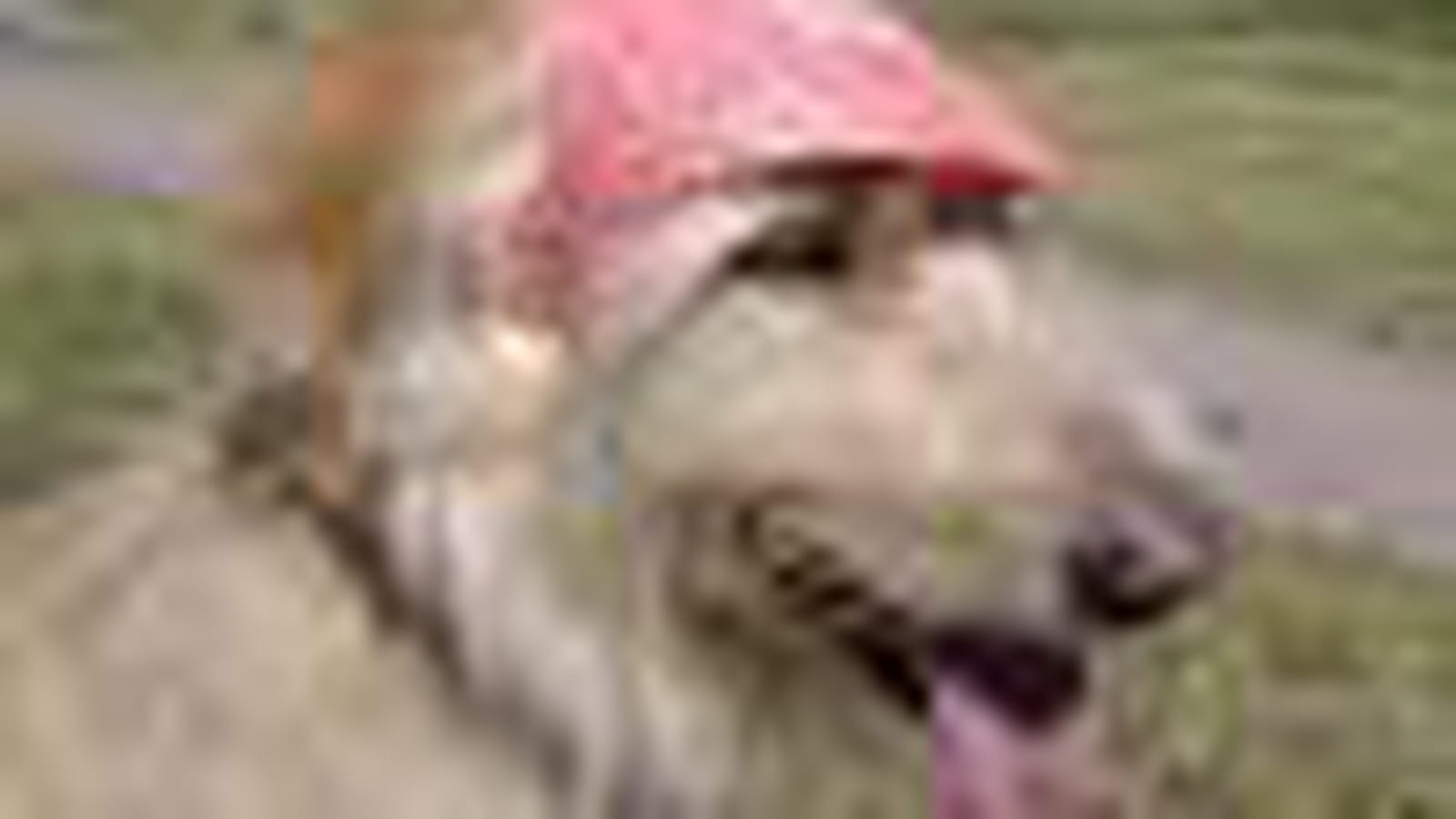 Le chien chapeauté