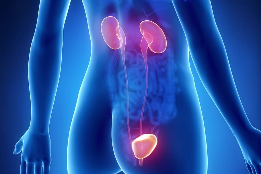 Uretère : anatomie, schéma, rôle, douleurs et maladies