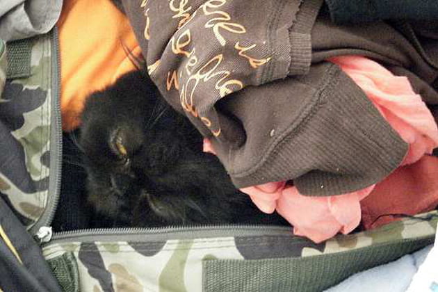 O&ugrave; est Yoda&nbsp;?