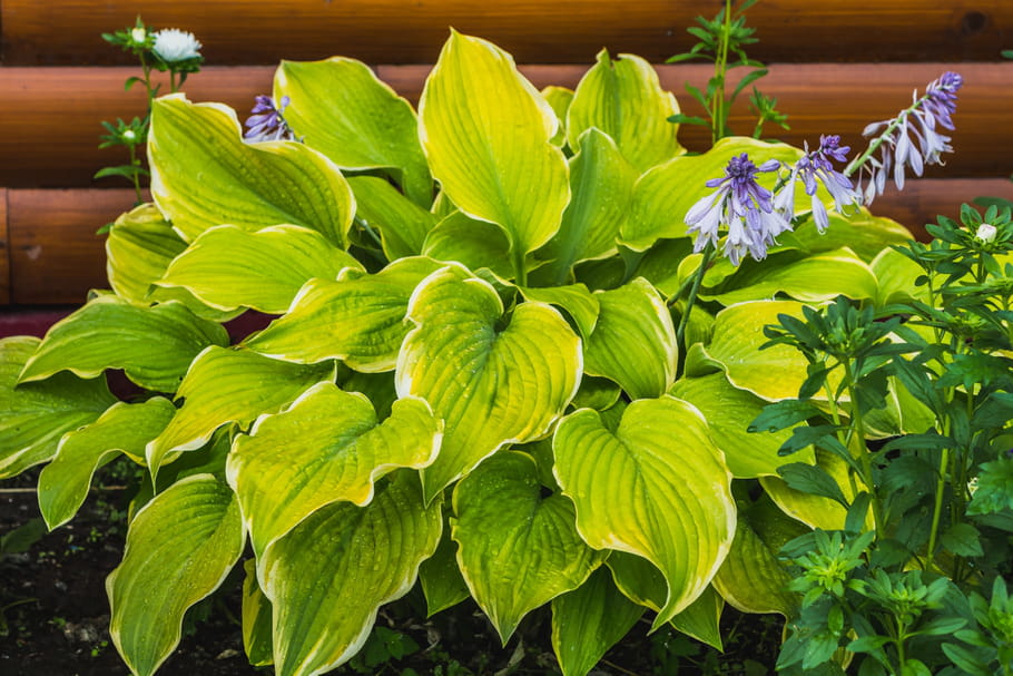 Hosta