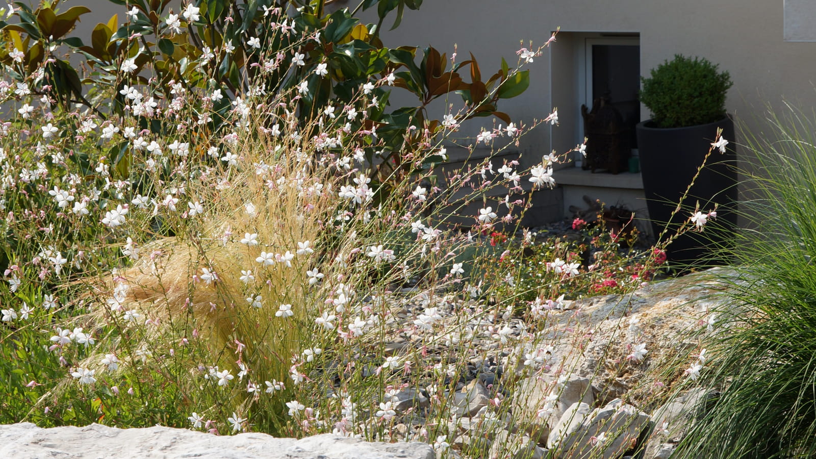 Gaura blanc