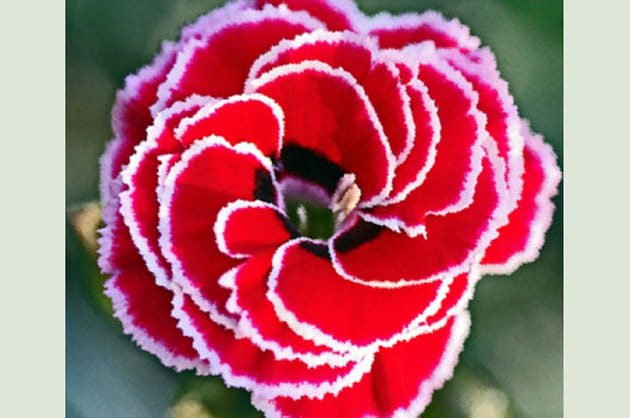 Vos plus belles photos d'oeillets