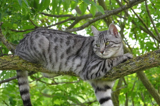 Un félin sur son arbre perché