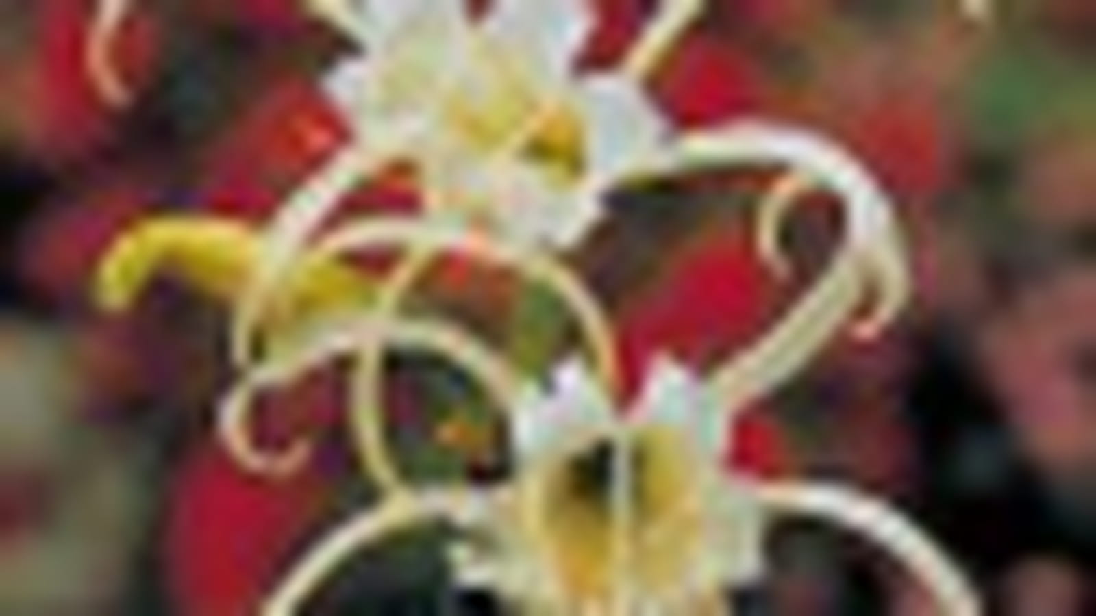 Hymenocallis
