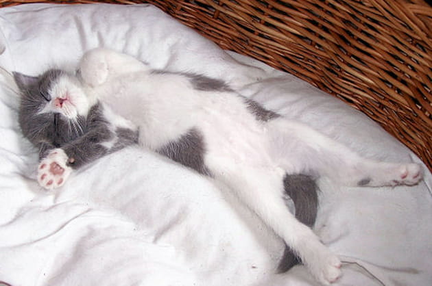 Toutes griffes dehors