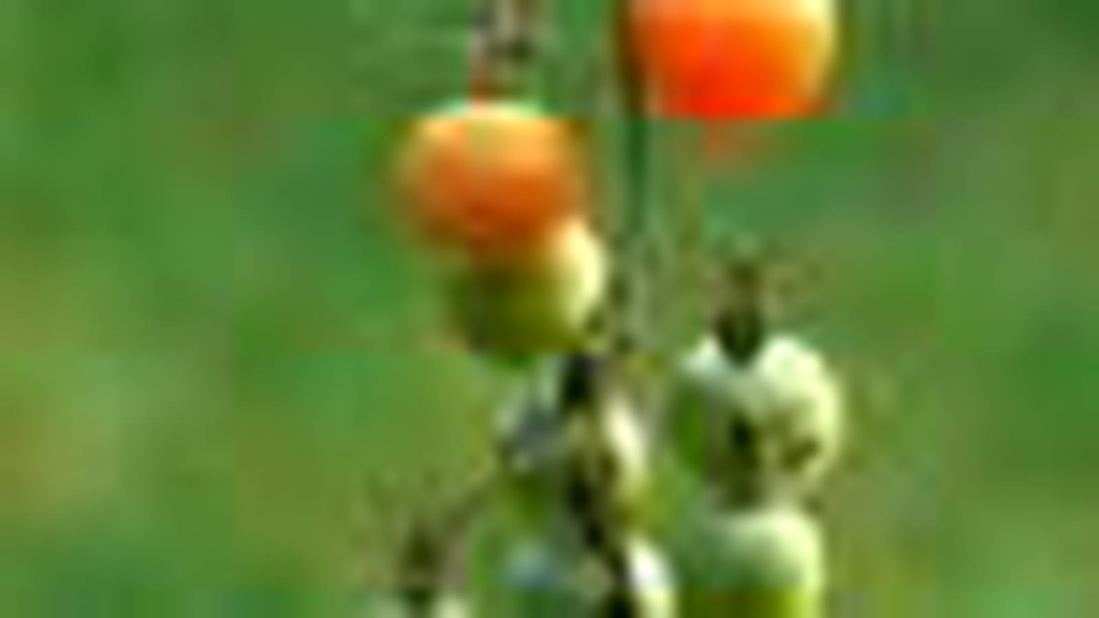 Le potager