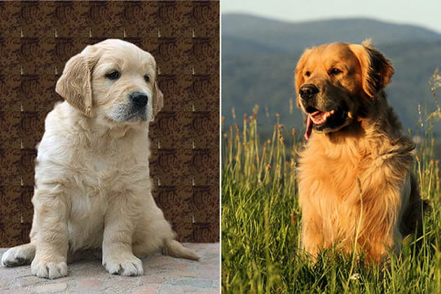 La métamorphose des chiots de race