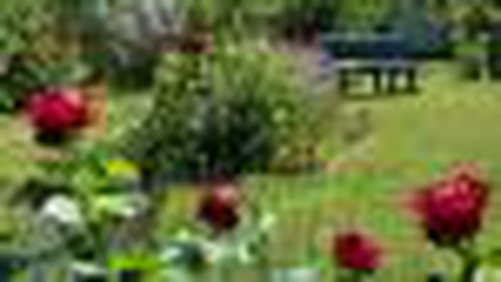 Le jardin de Jacqueline