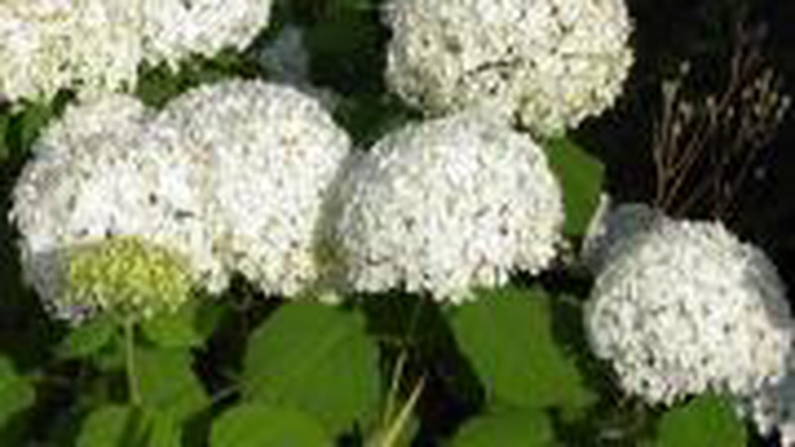 Hydrangea arborescens 'Annabelle'