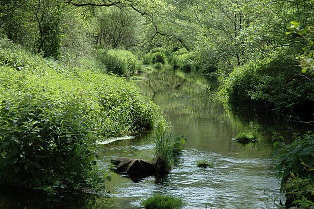Une petite mare sauvage