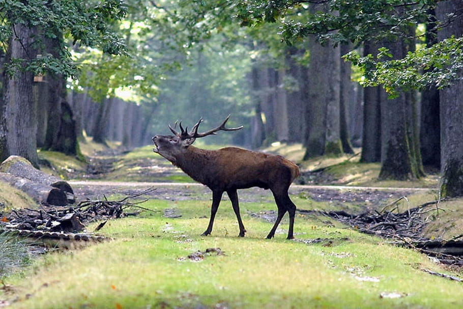 Le brame du cerf à l'Espace Rambouillet : éveillez vos sens !