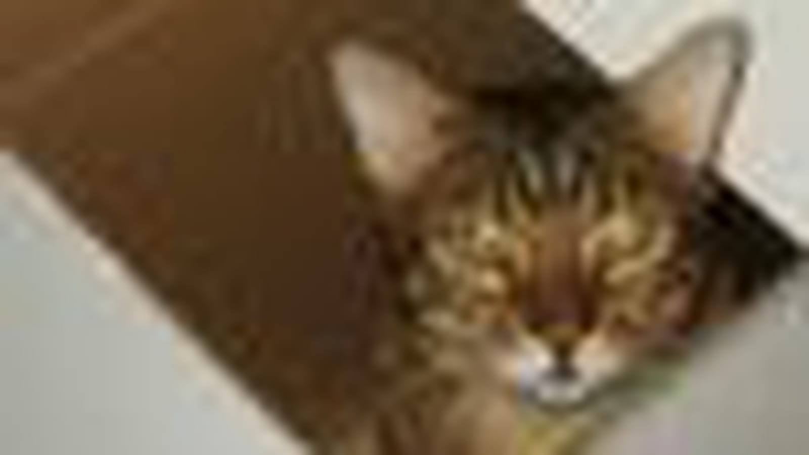 Le chat Bengal