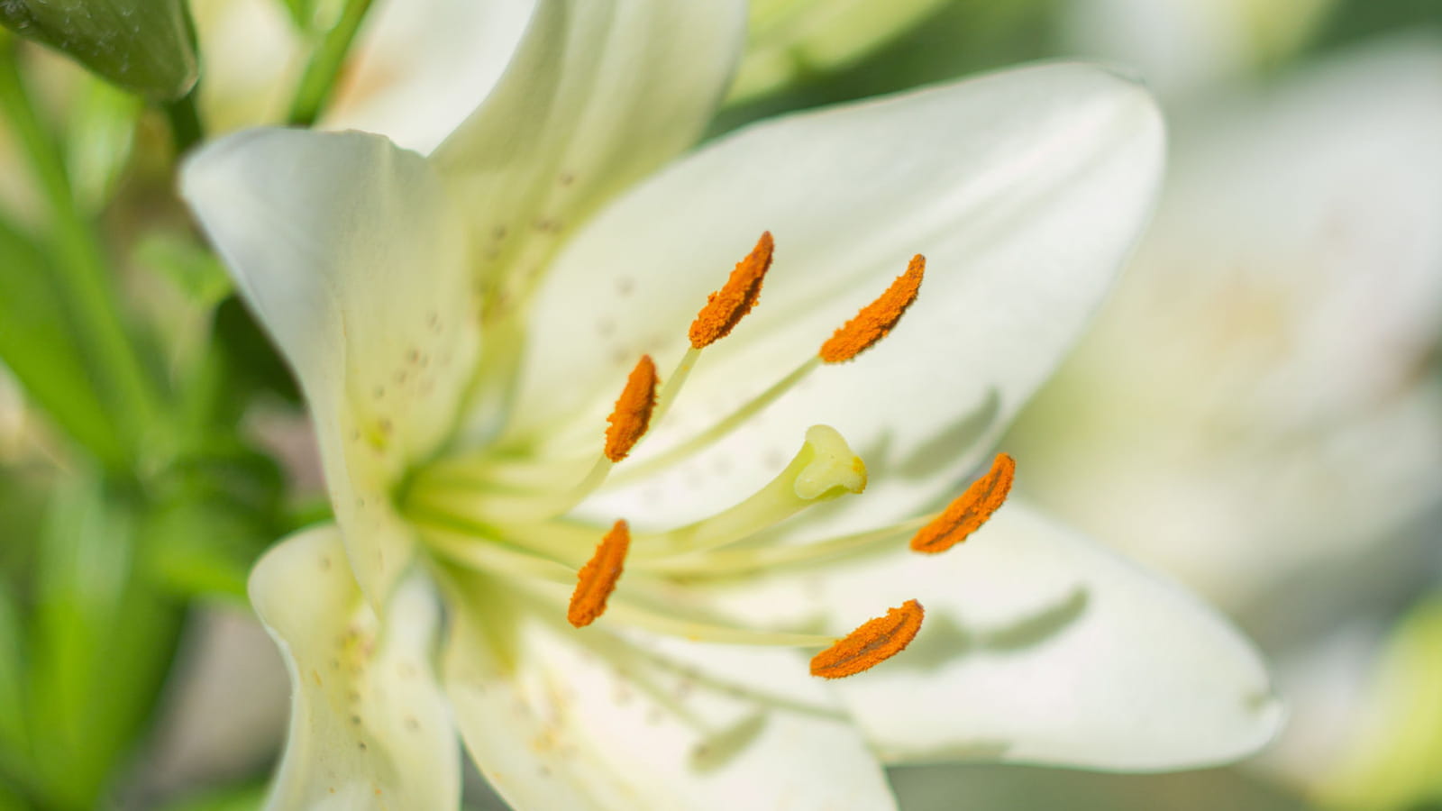 Lys