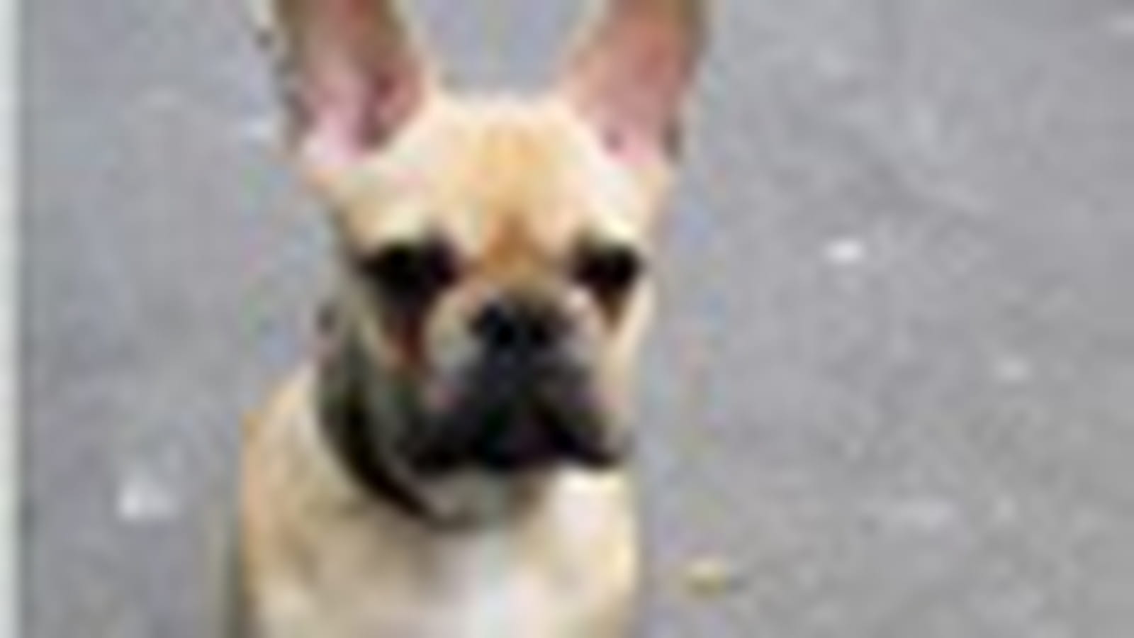 Fidélité
