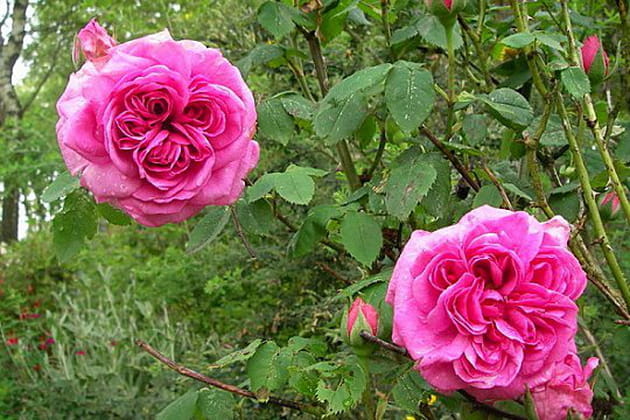 Une rose au parfum chaud et poivré