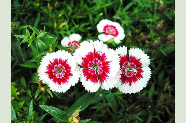 Oeillets d'Inde simples