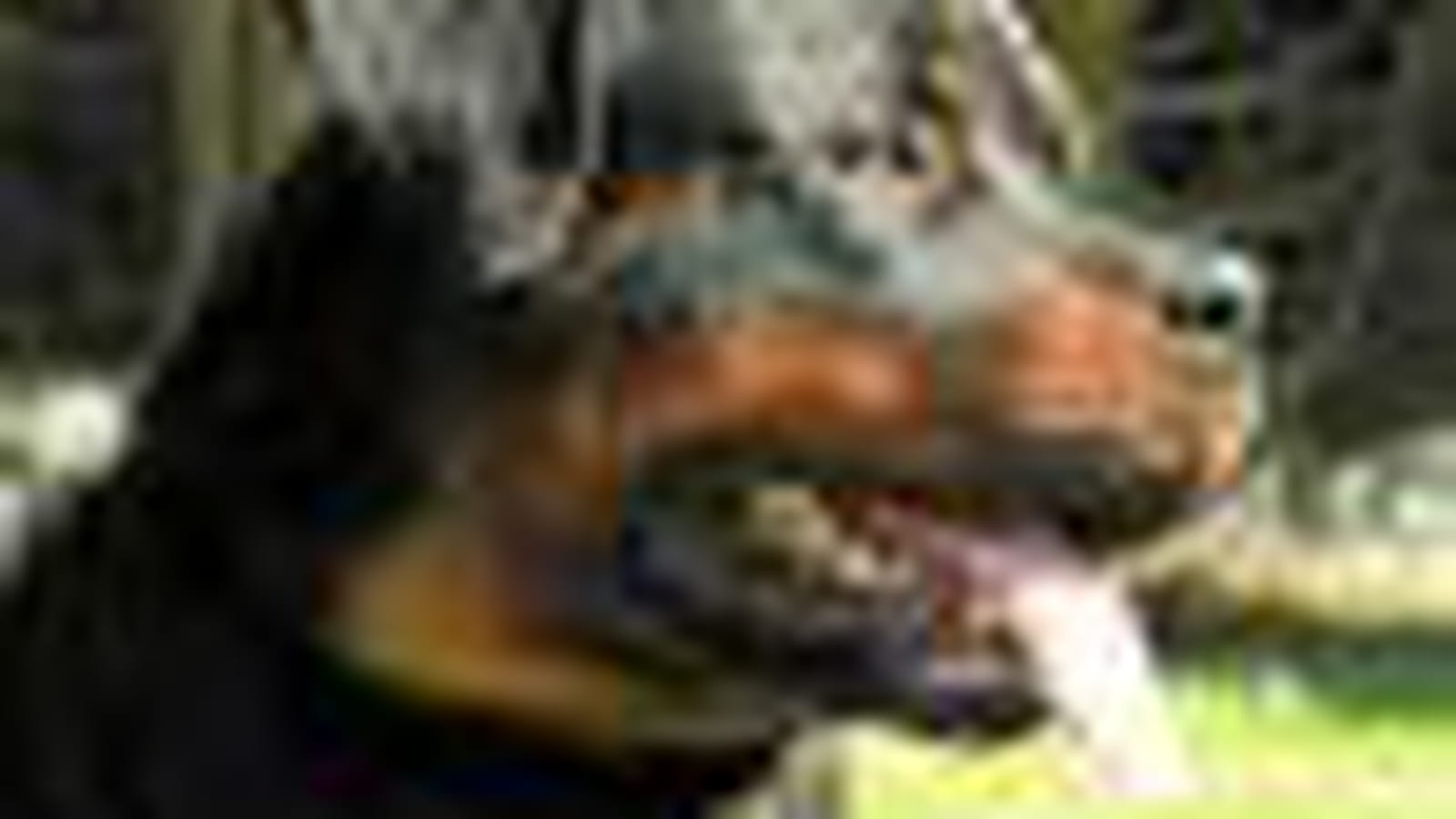Rottweiler
