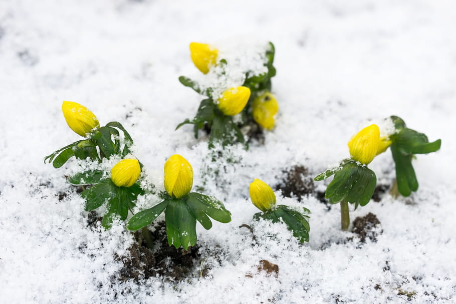 Comment gérer le redoux au jardin en plein hiver ?
