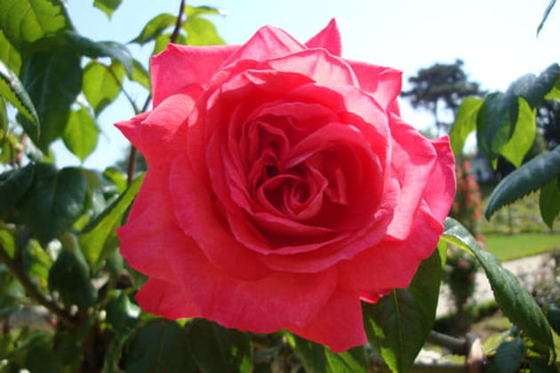 Une rose au coloris original