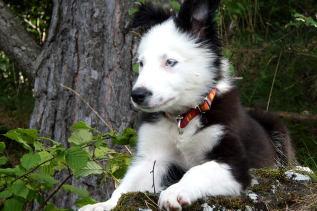 Kamlo aux yeux bleus