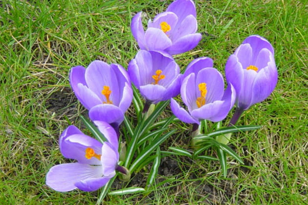 Regroupement de crocus