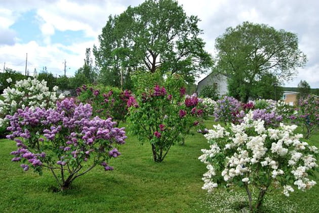 Un jardin de lilas