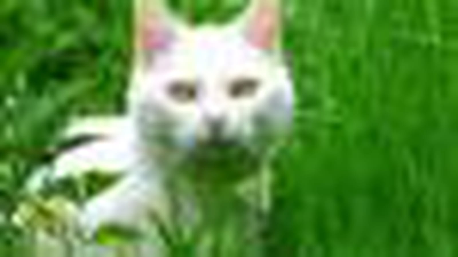 Green grass cat