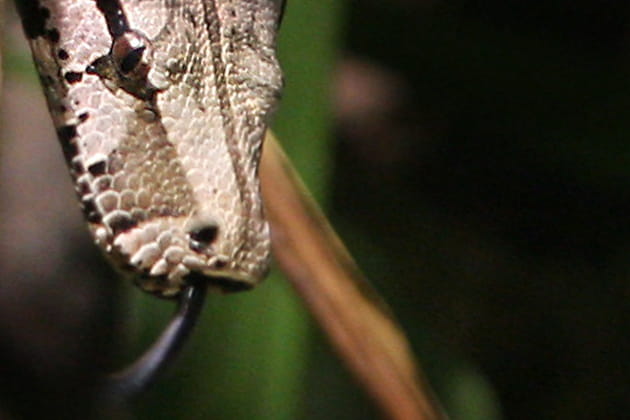 Un fort besoin d'humidité