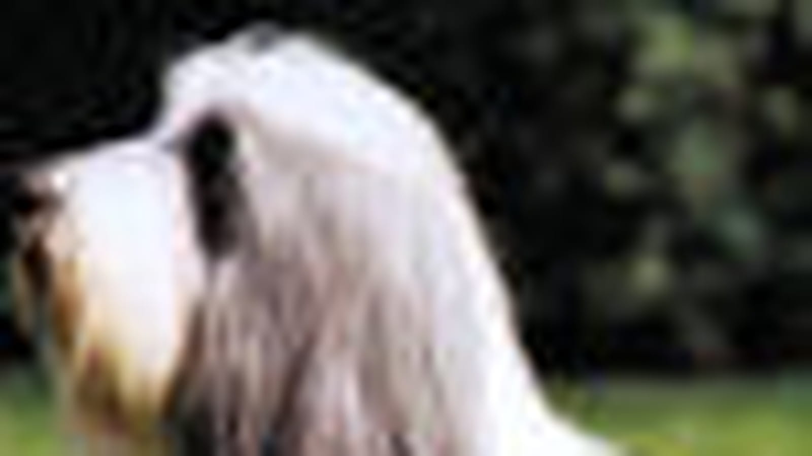 Bearded collie