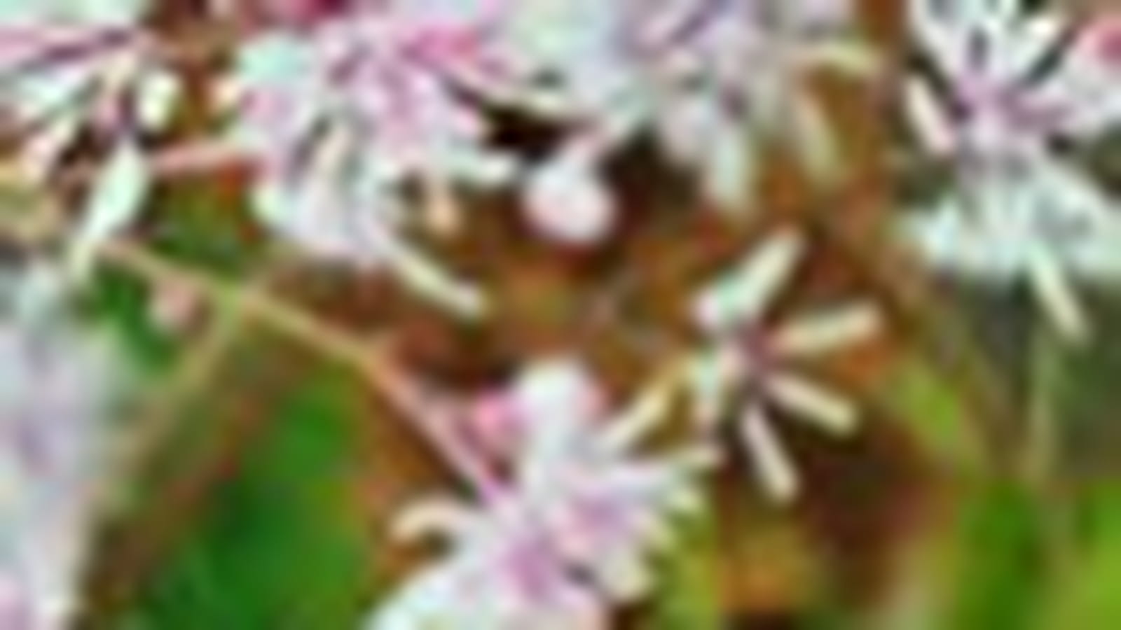 Thalictrum