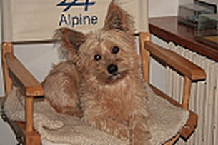 vos animaux prennent la pose 