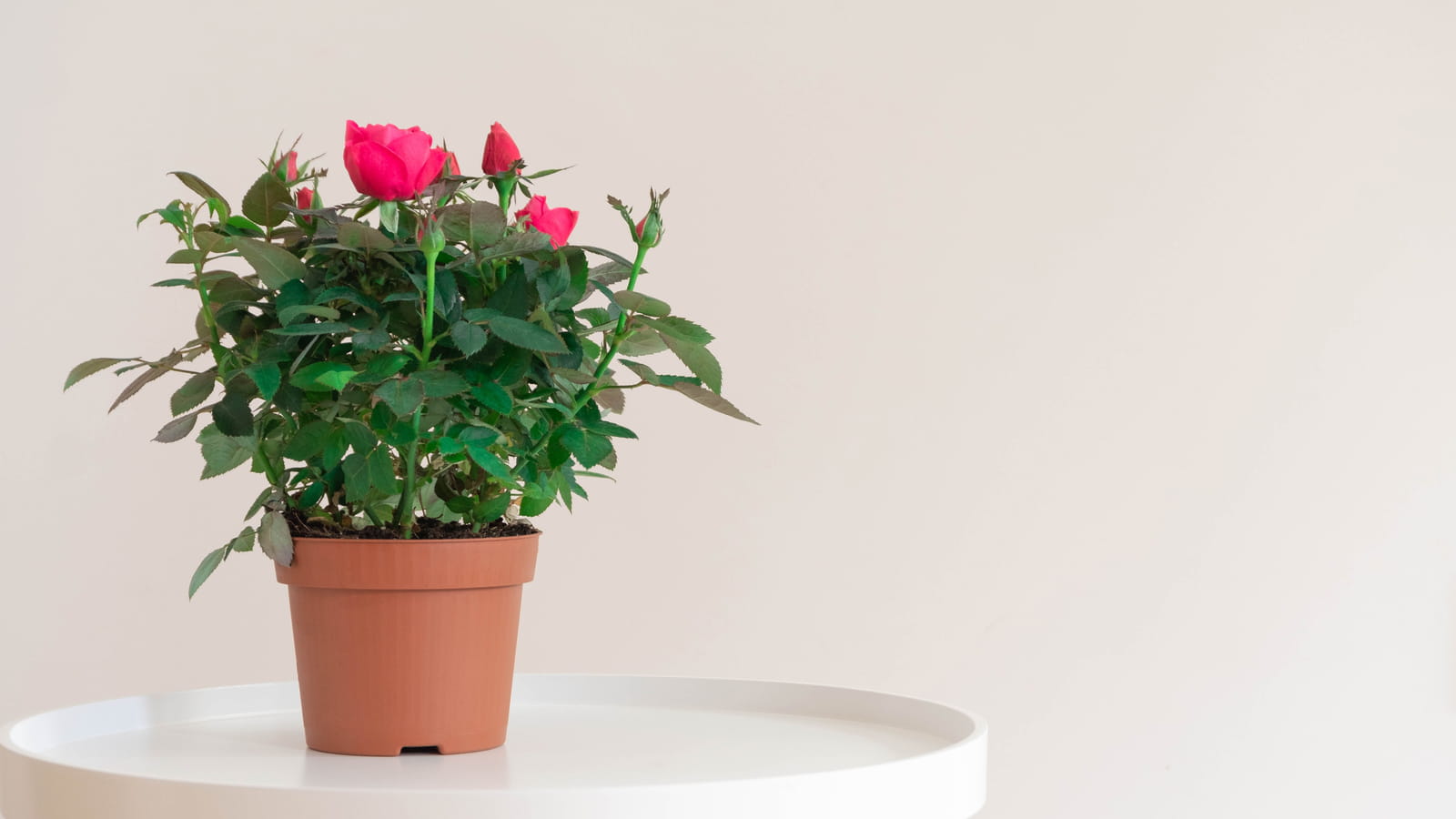 Rosier