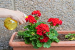 De nombreux jardiniers ajoutent cet ingrédient dans l'eau d'arrosage : il favorise un sol sain et une belle floraison