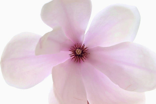 La plus incroyable des floraisons