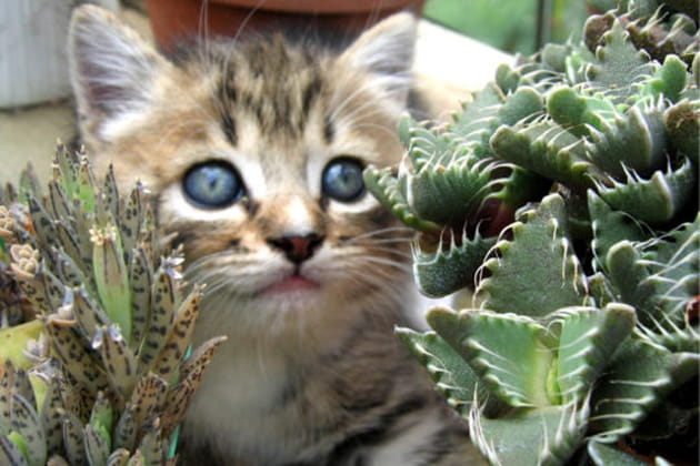 Dans les succulentes