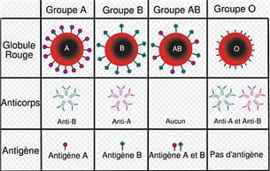 groupes sanguins abo.