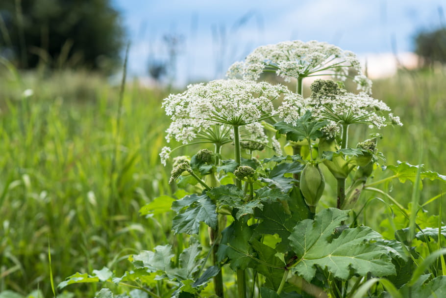 Prenez garde à la berce du Caucase, cette plante à la sève toxique