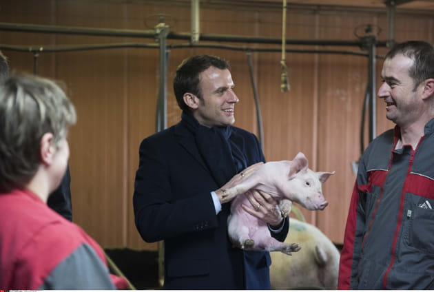 Copains comme cochons